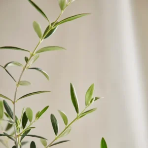 Olive Tree